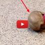 armadillo