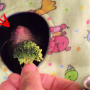 dexter-si-broccoli