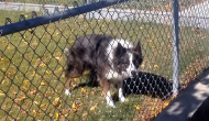 cainele-joaca-fetch