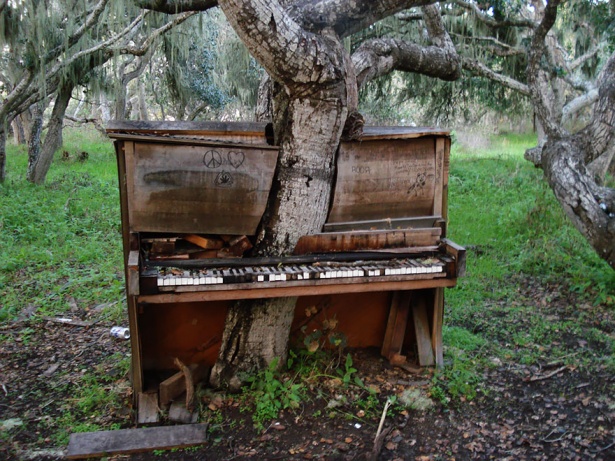 1. Un copac ce a crescut într-o veche pianină, Fort Ord, California.