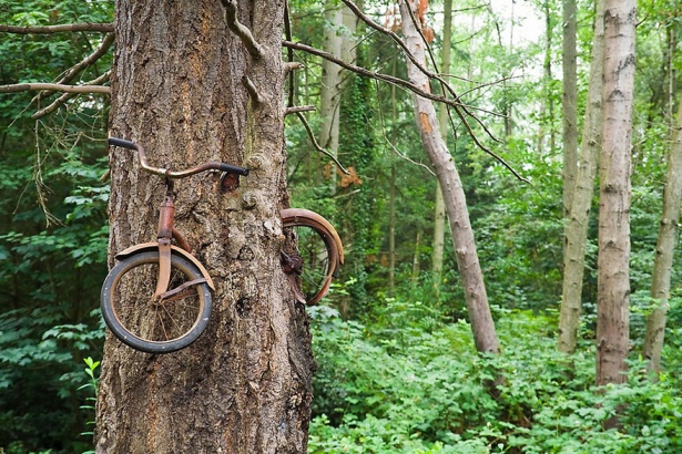 4. Bicicleta înghiţită de un copac din Vashon Island, Washington.