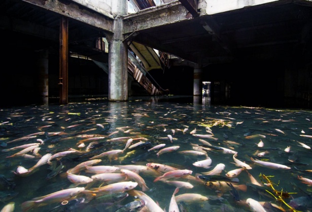 5. Mall abandonat transformat în acvariu, Bangkok.