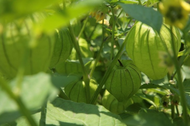 Ce buchet frumos de tomatillo!