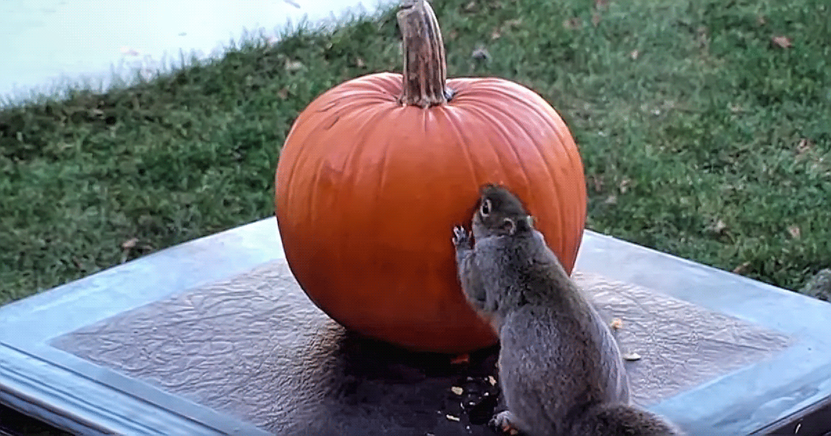 Тыкву снаружи погрызли грызуны. Грызть тыквенные. Семя тыквы. Болезнь тыквы фото. Тыквенные семечки грызли.