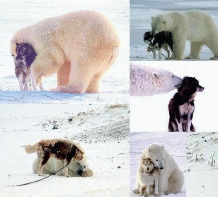3. O relaţie cu totul specială... ursul polar poate fi prieten la cataramă cu un husky.