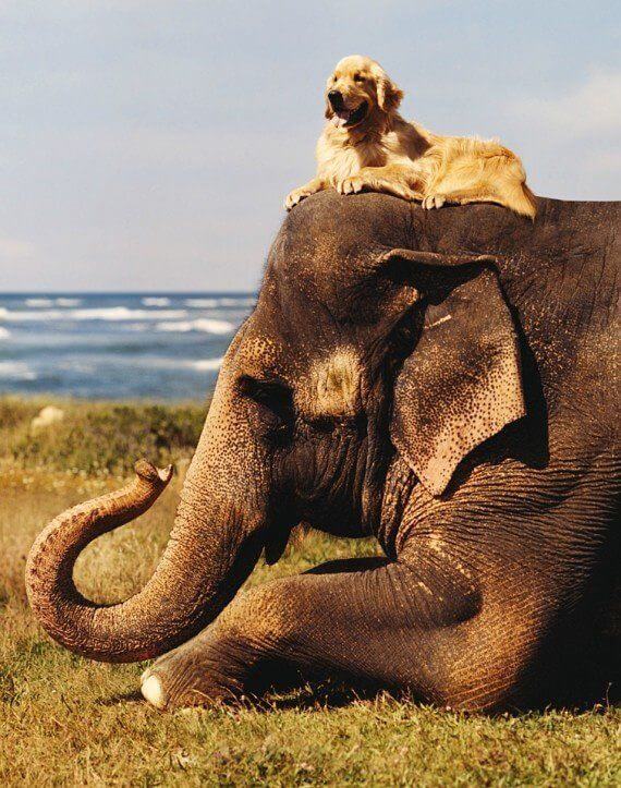 10. Stând pe fruntea elefantului am ocazia să fac plajă la înălţime. Cine nu şi-ar dori un astfel de prieten?