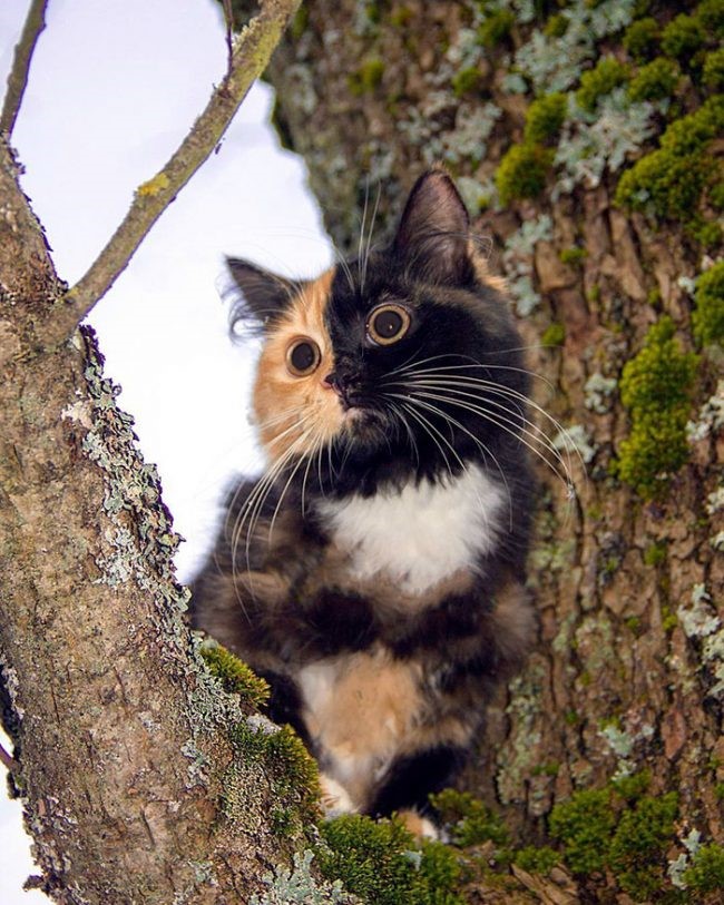 8. Când mergem la plimbare îmi place tare mult să mă cațăr în copaci și de acolo să privesc lumea.