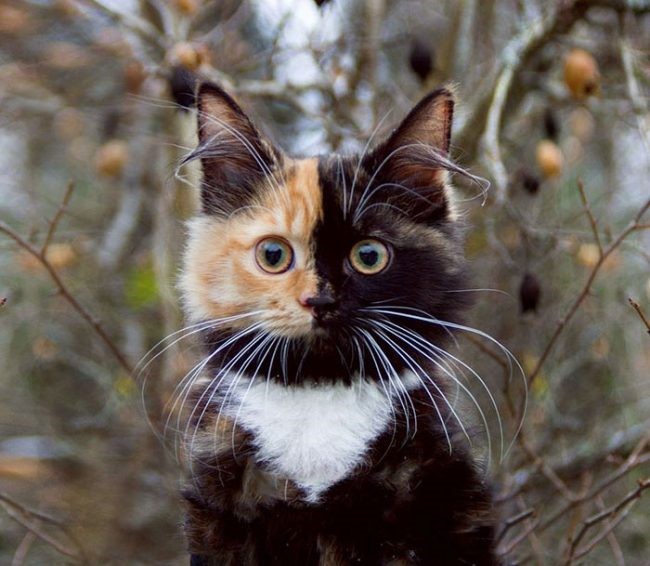 10. Yana este o pisică unică în felul ei pentru că din orice unghi ai privi-o, înfățișarea sa este la fel de încântătoare.